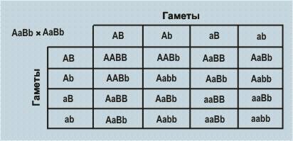 Урастенийтоматагенпурпурнойокраскистеблейдоминируетнадгеномзеленойокраски, аген краснойокраскиплодов