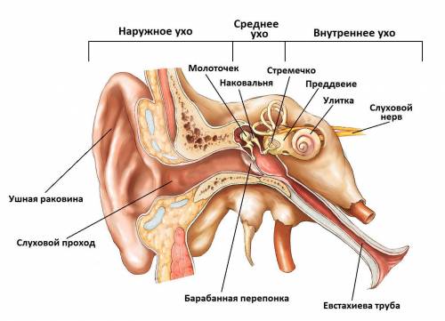 Всреднем ухе находятся три косточки: ​