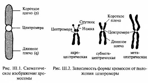 Виды хромосом в зависимости от расположения центромера