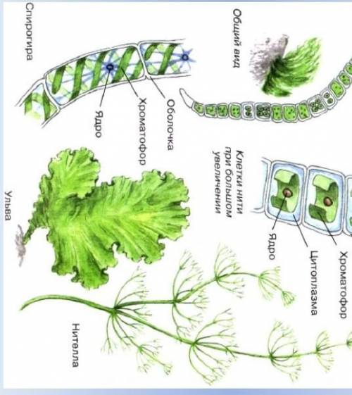 Строение многоклеточных водорослей и их виды желательно побыстрее
