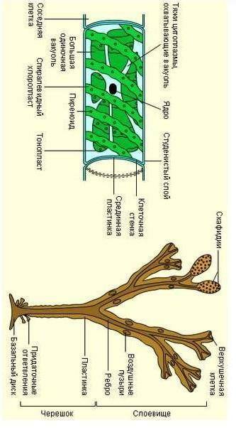 Строение многоклеточных водорослей и их виды желательно побыстрее