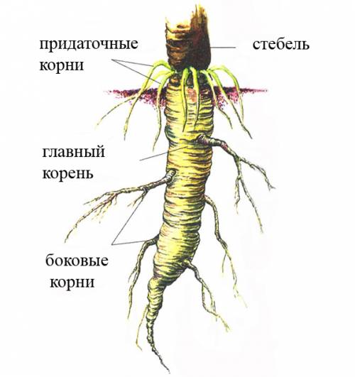 Особенности строения корня растения l зоны корня l особенности строения l значение для растения l