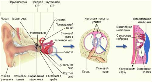 Строение органа слуха ! части его составляющие,функции среднее ухо , наружное ухо, внутреннее ухо