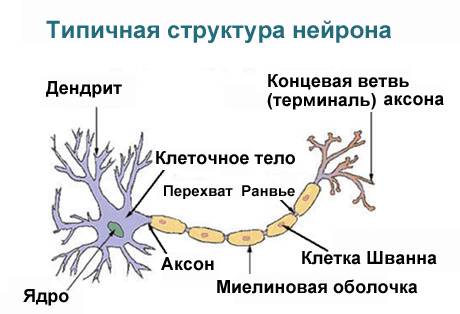 Бывают виды нейронов и какие бывают отделы нервной системы ?