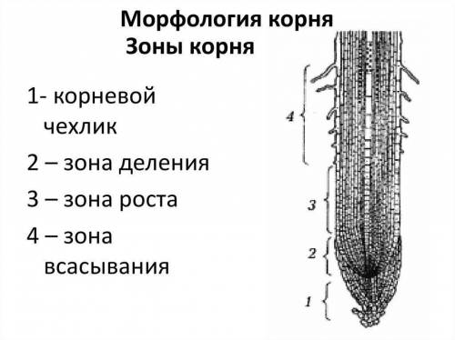 Определите зоны роста у корня.