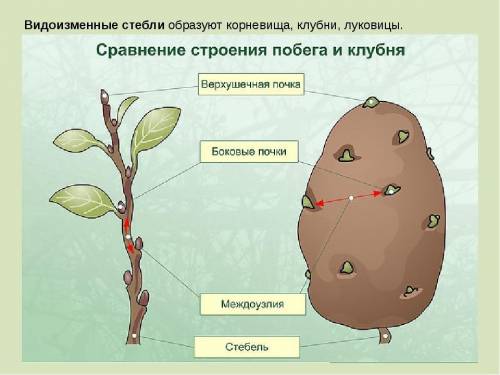 Чем отличается луковица от корневища и клубня?