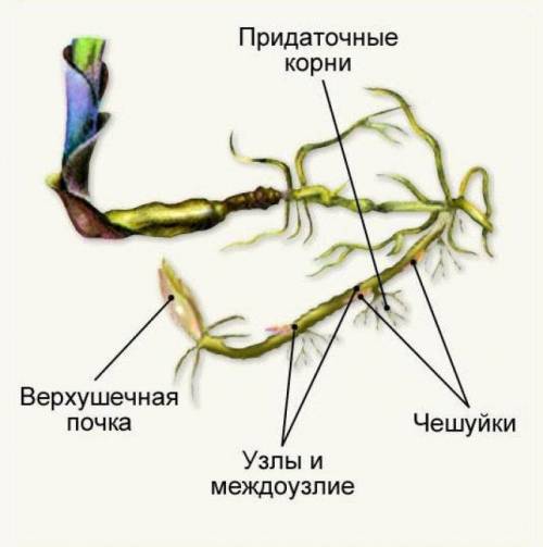 Чем отличается луковица от корневища и клубня?