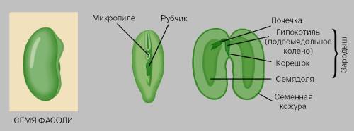 Опишите строение семени фасоли