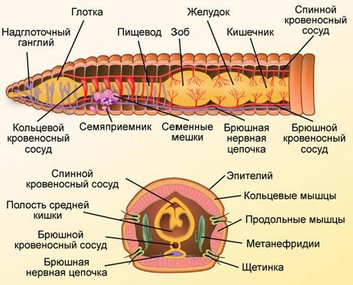 Схематично нарисуйте строениеи охарактеризуйте функции кровеносной системы кольчатых червей. зарание