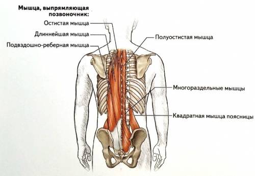 Вдоль позвоночника находятся глубокие мышцы спины. они разгибают тело, откидывая корпус назад. опред