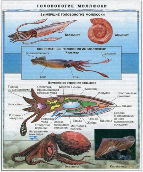 Краткая характеристика головоногих моллюсков