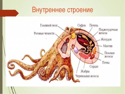 Краткая характеристика головоногих моллюсков