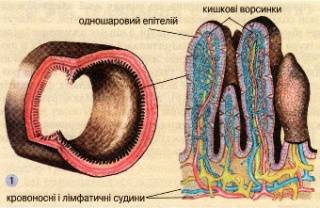 Як всмоктуються поживні речовини? (желательно на укр. языке) строение и функции ворсинок всасывания