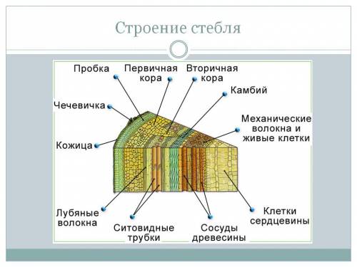 Какие функции выполняют слои стебля