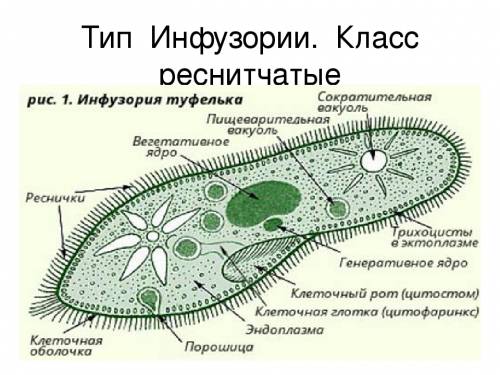 Тип инфузории. 1 место обитания 2 питание 3 размножение 4 значение 5 строение ))