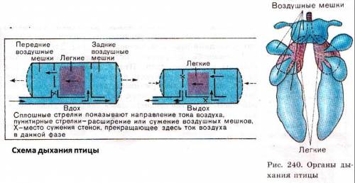 Органы дыхания таракана,дельфина,ворона и слона