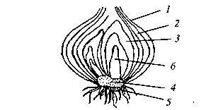 Не могу найти внешнее строение луковицы лука с обозначениями, , друзья, , отправьте рисунок, картинк