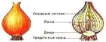 Надо написать внутреннее и внешнее строение картофеля и лука. , заранее )