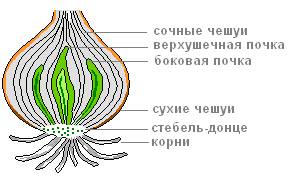 Надо написать внутреннее и внешнее строение картофеля и лука. , заранее )