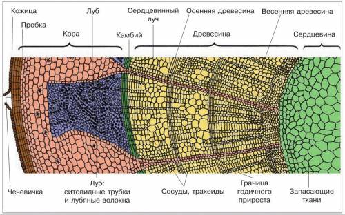 Поперечное и продольный срез ветки подпишите название каждой части стебля мне надо