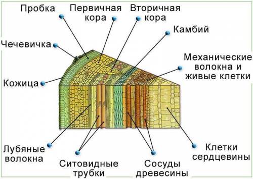 Поперечное и продольный срез ветки подпишите название каждой части стебля мне надо