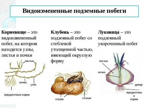 Почему клубень картофеля и луковица-видоизменённые побеги?