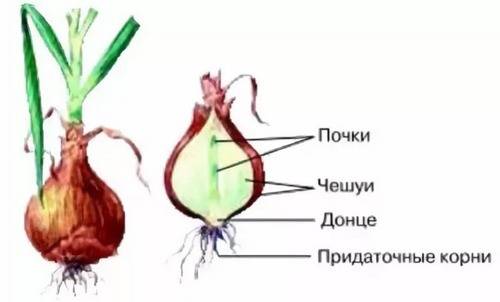 Почему клубень картофеля и луковица-видоизменённые побеги?