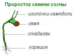 Из чего состоит семя сосны. и картинку тоже