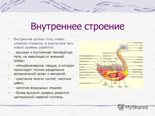 Внешнее и внутреннее строение пингвинов?