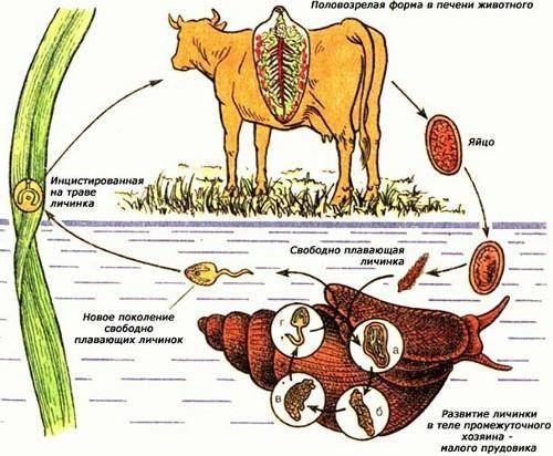 В4. установите последовательность фаз развития печеночного сосальщика, начиная со взрослой особи. 1)