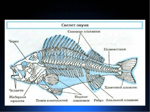 Какая опорно-двигательная система у : тип простейших , тип кишечнополостных , тип плоские черви , ти