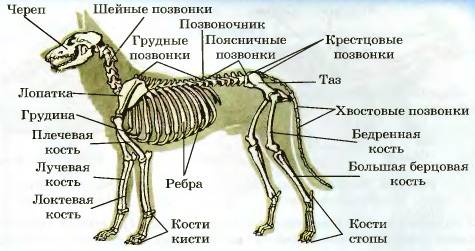 Какая опорно-двигательная система у : тип простейших , тип кишечнополостных , тип плоские черви , ти