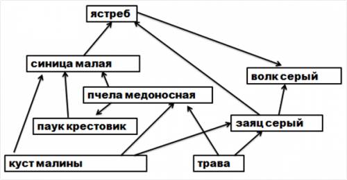 Составьте схему сети, в которую входят организмы: трава, заяц серый, волк серый,кусты малины лесной,