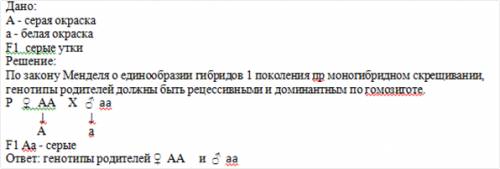 При скрещивании 2 пород уток между собой,все потомство было серым.(при условии ,что серый цвет домин