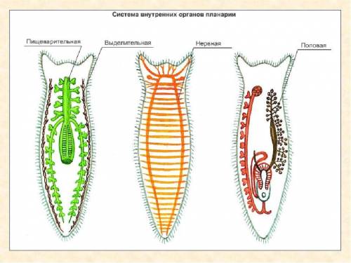 какая нервная система у плоских , круглых и кольчатых червей ?