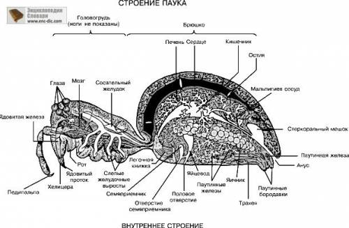 Напишите название частей тела если можно то с рисунком надо ..