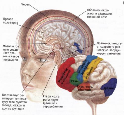 Строение глоловного мозка? поподробнее, если можно: )