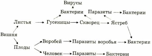 Нужна любая пищевая цепь из 10 звеньев