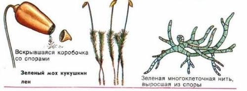 Где образаются споры у мхов и папоротников