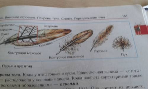 Рассмотрите хвост птицы. запишите названия разных видов перьев, расположенных на крыльях и хвосте, п