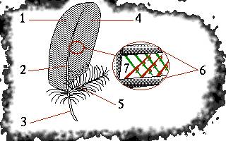 Строение перьев у птиц,пояснение( к рисунку)