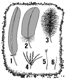 Строение перьев у птиц,пояснение( к рисунку)
