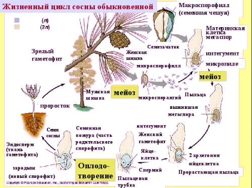 Мне нужен рисунок с циклом развития ели.