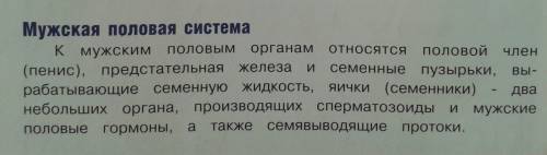 Какие органы составлюят мужскую половую систему