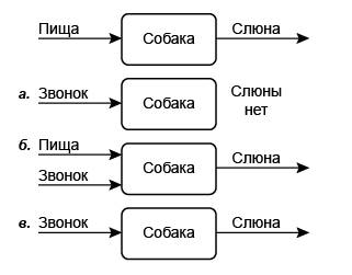 На рисунке дана схема одного из известнейших исследований в нервной системы. на этой схеме изображен