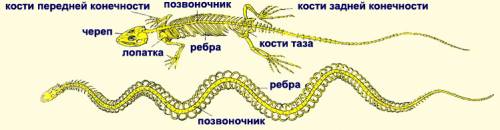 Какая опорно-двигательная система у пресмыкающихся?