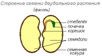 Строение семени двудольных растений