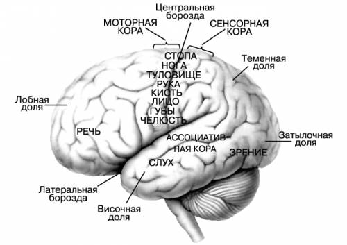 Как устроен головной мозг? какие функции он выполняет ?