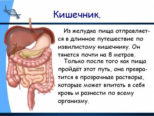 Строение и функции кишечника(человека), нужно