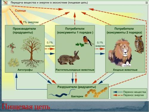 Составление схем пищевых цепей и переноса энергии в экосистеме